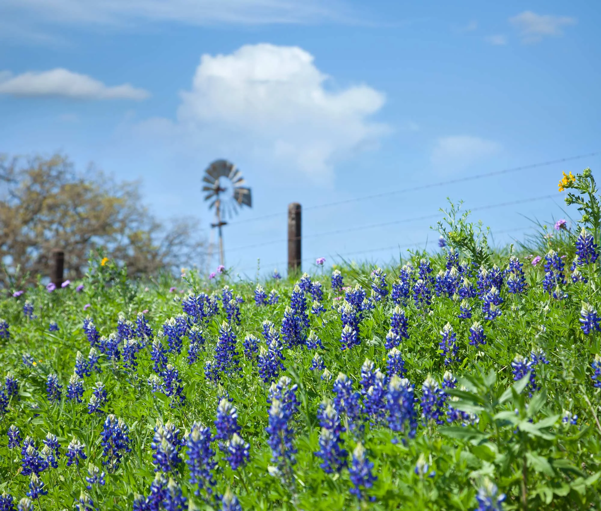 texas-bluebonnets-2000